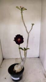 Planta Dobrada 3539 – 35cm – 03 anos - Imagem 2