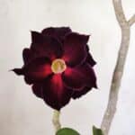 Planta Dobrada 3539 – 35cm – 03 anos