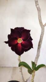 Planta Dobrada 3539 – 35cm – 03 anos