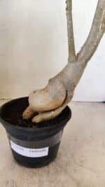 Planta Dobrada 3539 – 35cm – 03 anos - Imagem 8