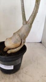 Planta Dobrada 3539 – 35cm – 03 anos - Imagem 7