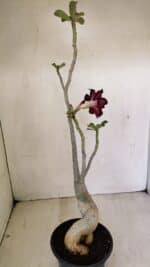 Planta Dobrada 3539 – 35cm – 03 anos - Imagem 6