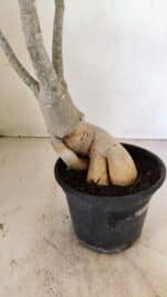 Planta Dobrada 3539 – 35cm – 03 anos - Imagem 5