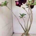 Planta Dobrada 3541 – 40cm – 03 anos