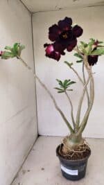 Planta Dobrada 3541 – 40cm – 03 anos