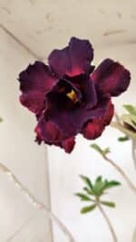 Planta Dobrada 3541 – 40cm – 03 anos - Imagem 3