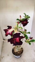 Planta Dobrada 3541 – 40cm – 03 anos - Imagem 4