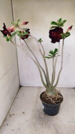 Planta Dobrada 3541 – 40cm – 03 anos - Imagem 7