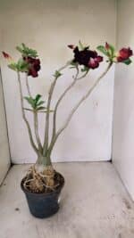 Planta Dobrada 3541 – 40cm – 03 anos - Imagem 5