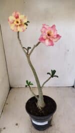 Planta Dobrada 3542 – 35cm – 03 anos - Imagem 2