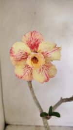 Planta Dobrada 3542 – 35cm – 03 anos