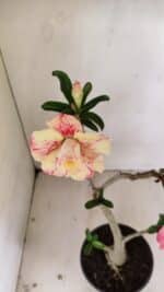 Planta Dobrada 3542 – 35cm – 03 anos - Imagem 4