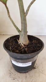 Planta Dobrada 3542 – 35cm – 03 anos - Imagem 6