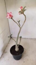 Planta Dobrada 3542 – 35cm – 03 anos - Imagem 5