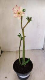 Planta Dobrada 3543 – 35cm – 03 anos - Imagem 2