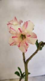 Planta Dobrada 3543 – 35cm – 03 anos