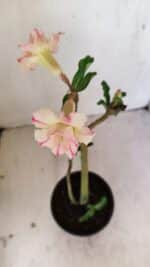 Planta Dobrada 3543 – 35cm – 03 anos - Imagem 4