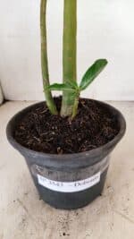 Planta Dobrada 3543 – 35cm – 03 anos - Imagem 7