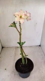 Planta Dobrada 3543 – 35cm – 03 anos - Imagem 6