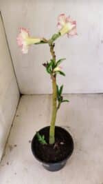 Planta Dobrada 3543 – 35cm – 03 anos - Imagem 5