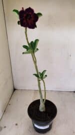 Planta Dobrada 3544 – 35cm – 03 anos - Imagem 2