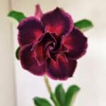 Planta Dobrada 3544 – 35cm – 03 anos