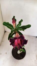 Planta Dobrada 3544 – 35cm – 03 anos - Imagem 4