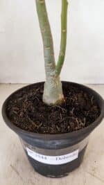 Planta Dobrada 3544 – 35cm – 03 anos - Imagem 6