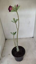 Planta Dobrada 3544 – 35cm – 03 anos - Imagem 5