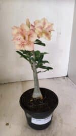 Planta Dobrada 3545 – 30cm – 02 anos - Imagem 2