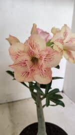 Planta Dobrada 3545 – 30cm – 02 anos