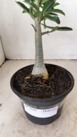 Planta Dobrada 3545 – 30cm – 02 anos - Imagem 8