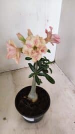 Planta Dobrada 3545 – 30cm – 02 anos - Imagem 7