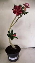 Planta Dobrada 3546 – 30cm – 02 anos - Imagem 2