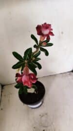 Planta Dobrada 3546 – 30cm – 02 anos - Imagem 4