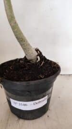 Planta Dobrada 3546 – 30cm – 02 anos - Imagem 6