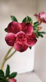 Planta Dobrada 3546 – 30cm – 02 anos - Imagem 7