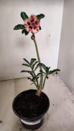 Planta Dobrada 3547 – 30cm – 02 anos - Imagem 2
