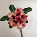 Planta Dobrada 3547 – 30cm – 02 anos