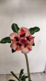 Planta Dobrada 3547 – 30cm – 02 anos