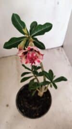 Planta Dobrada 3547 – 30cm – 02 anos - Imagem 4