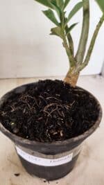 Planta Dobrada 3547 – 30cm – 02 anos - Imagem 7