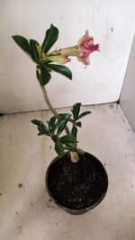 Planta Dobrada 3547 – 30cm – 02 anos - Imagem 6