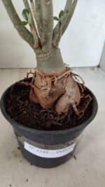 Planta Dobrada 3548 – 35cm – 03 anos - Imagem 6