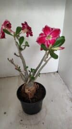 Planta Dobrada 3548 – 35cm – 03 anos - Imagem 5