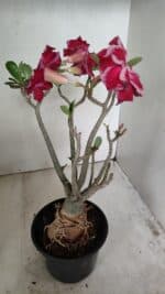 Planta Dobrada 3548 – 35cm – 03 anos - Imagem 4