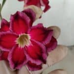 Planta Dobrada 3548 – 35cm – 03 anos