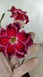 Planta Dobrada 3548 – 35cm – 03 anos