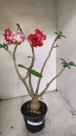 Planta Dobrada 3549 – 35cm – 03 anos - Imagem 2