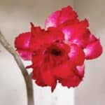 Planta Dobrada 3549 – 35cm – 03 anos